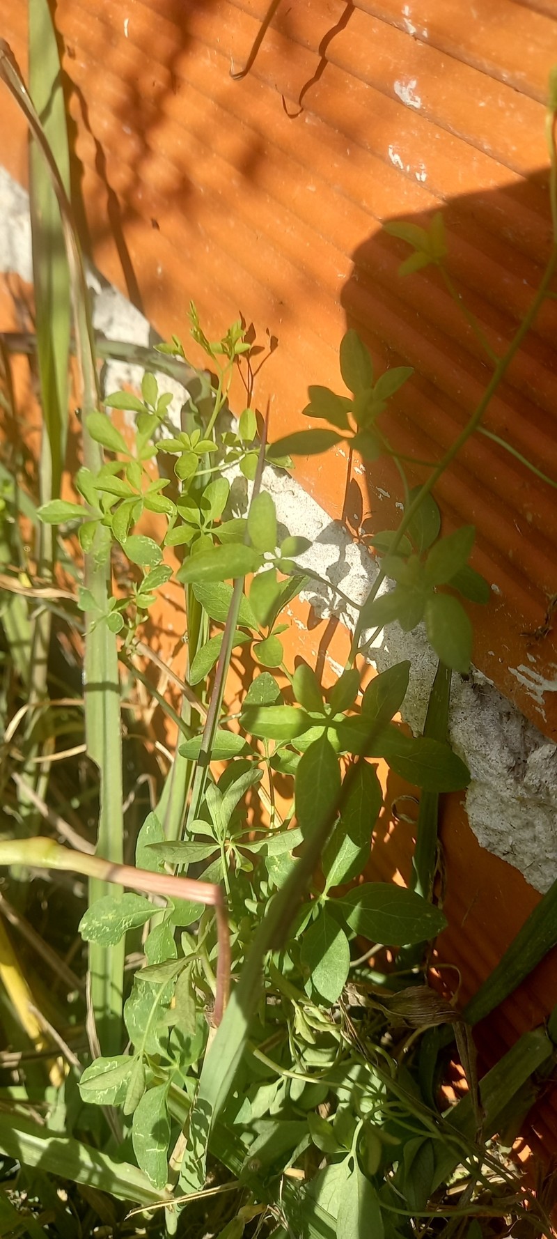 Tropaeolum pentaphyllum subsp. pentaphyllum photo 3