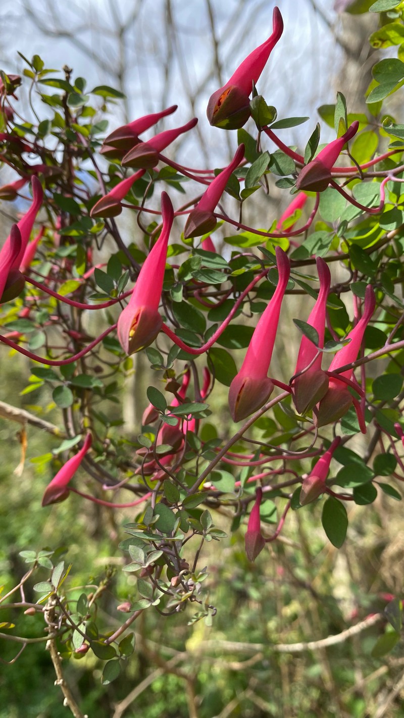 Tropaeolum pentaphyllum subsp. pentaphyllum photo 4