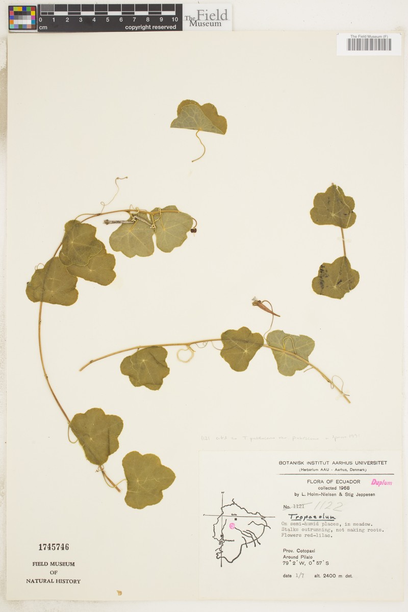 Tropaeolum pubescens var. pubescens