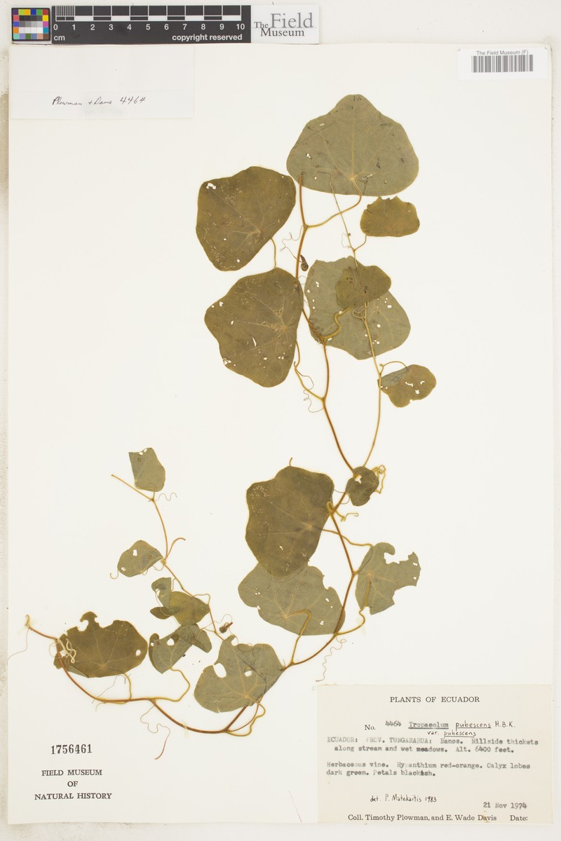 Tropaeolum pubescens var. pubescens photo 2