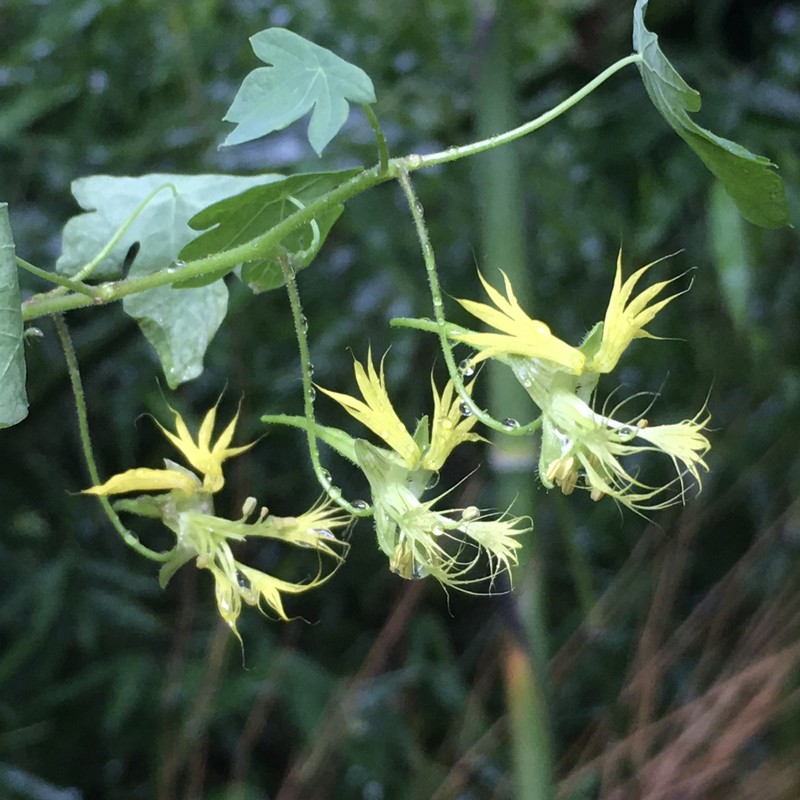 Tropaeolum warmingianum subsp. warmingianum
