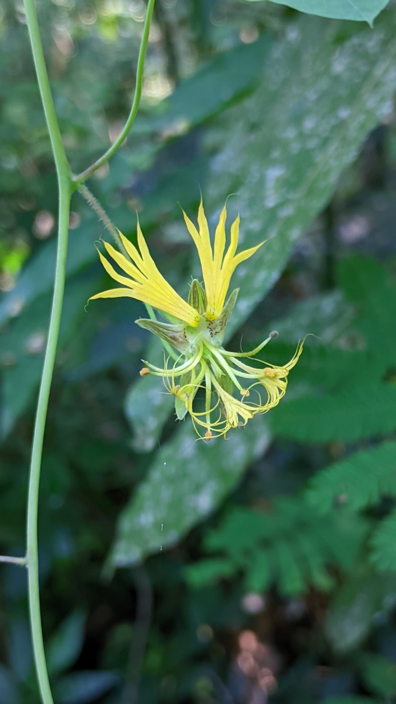 Tropaeolum warmingianum subsp. warmingianum photo 2
