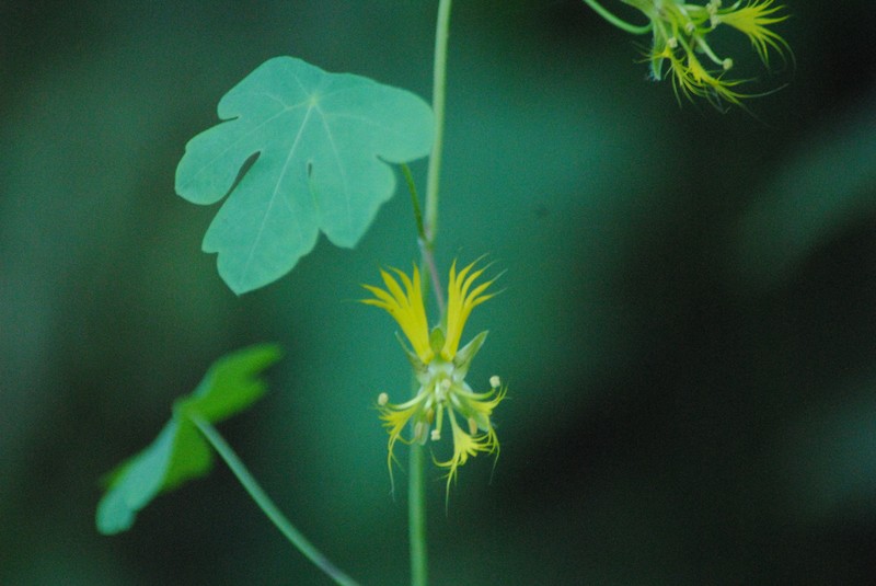 Tropaeolum warmingianum subsp. warmingianum photo 3
