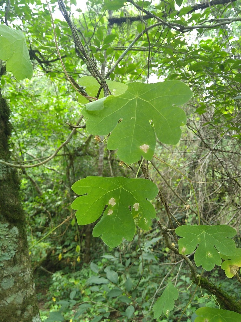 Tropaeolum warmingianum subsp. warmingianum photo 4