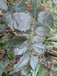 White Ramoon
