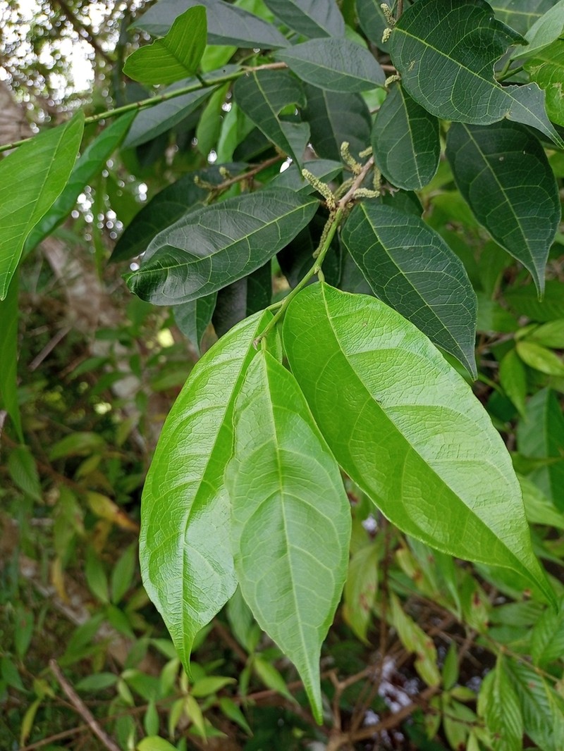 White Ramoon photo 3
