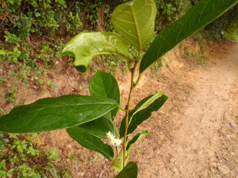 White Ramoon photo 4