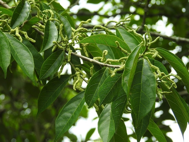 White Ramoon photo 8