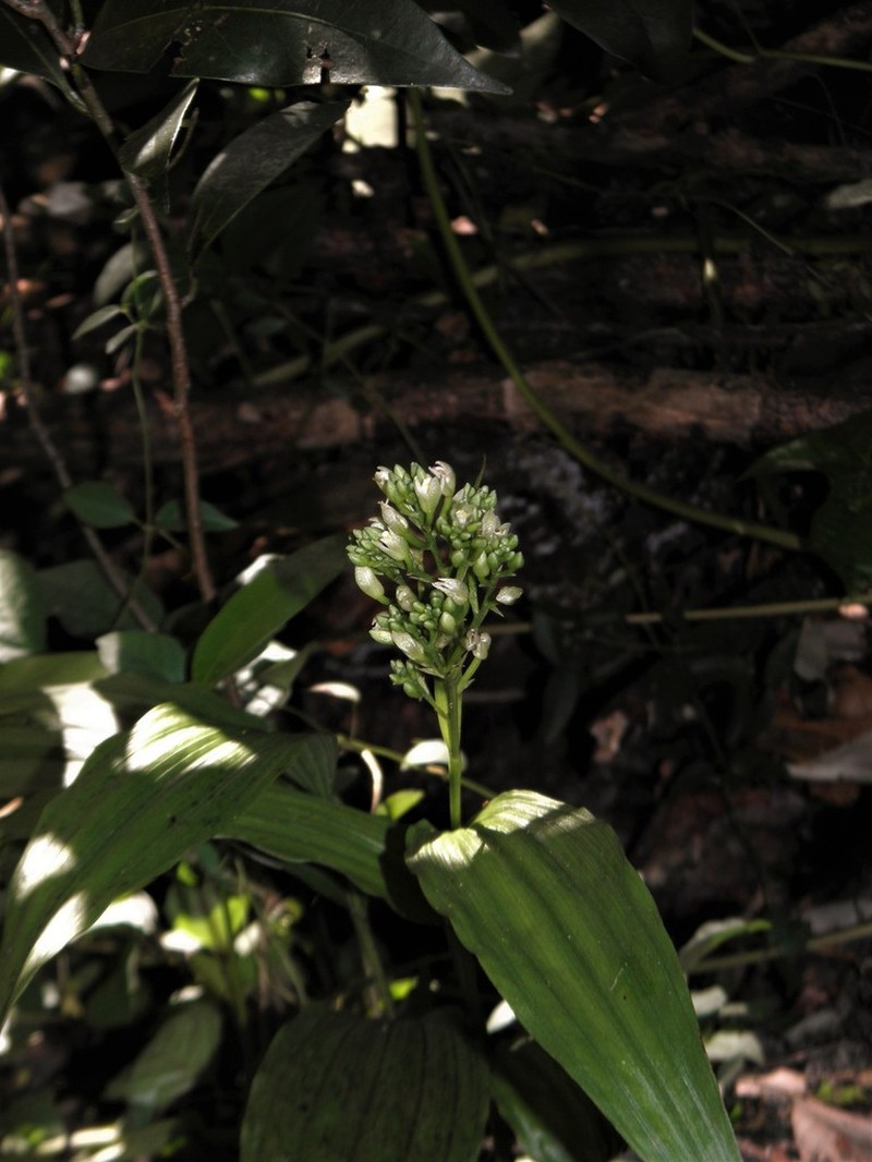 Young Palm Orchid