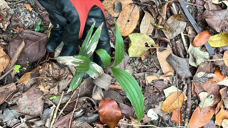 Young Palm Orchid photo 2