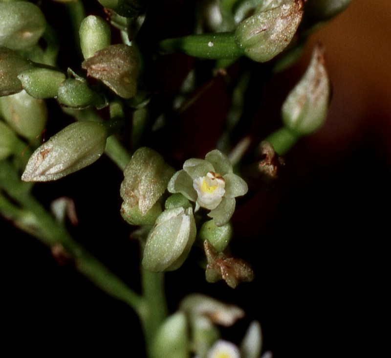 Young Palm Orchid photo 3
