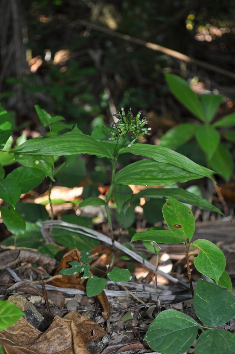 Young Palm Orchid photo 4