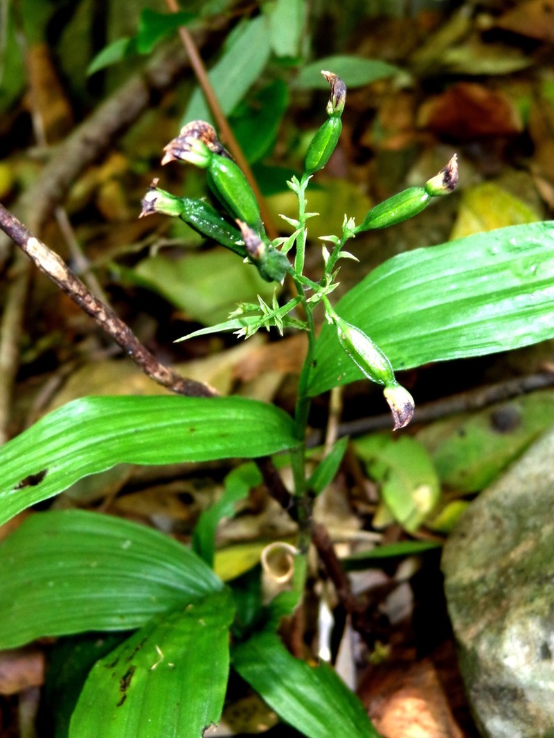Young Palm Orchid photo 5