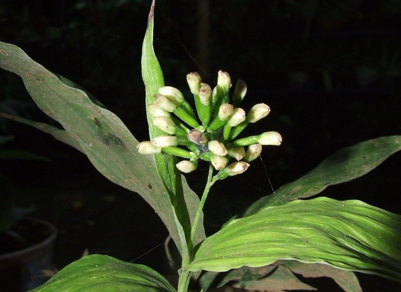 Young Palm Orchid photo 6