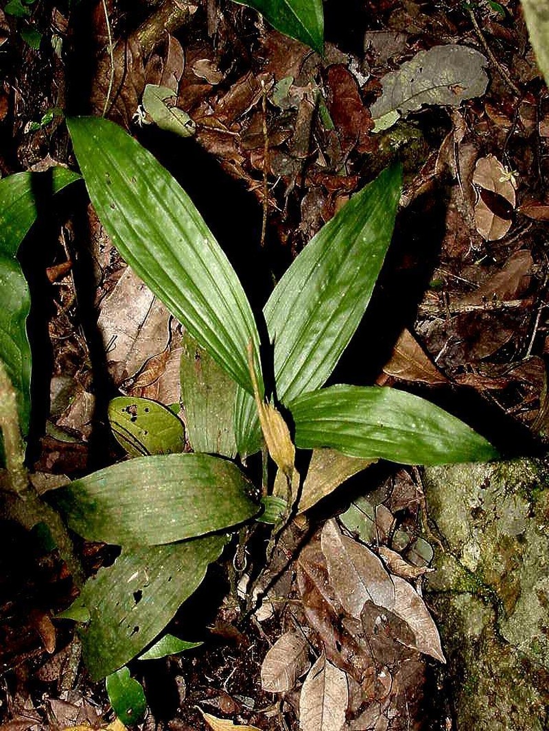 Young Palm Orchid photo 7