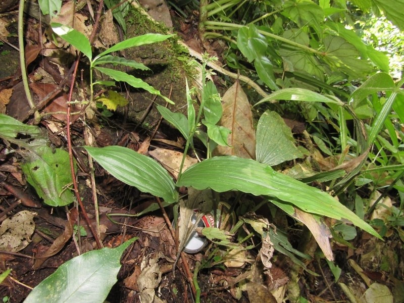 Young Palm Orchid photo 8