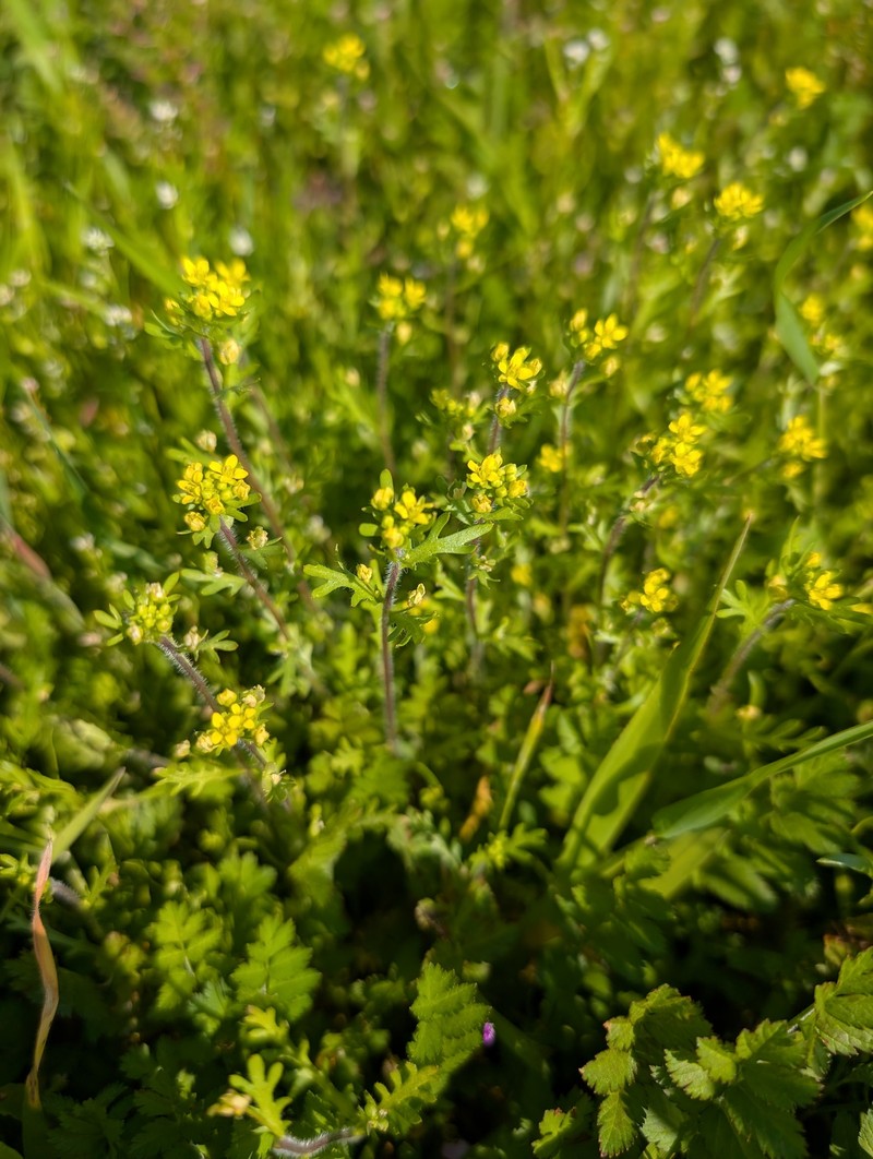 King's Gold photo 6