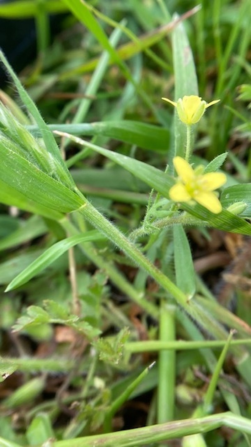 Caperfruit Tropidocarpum photo 3