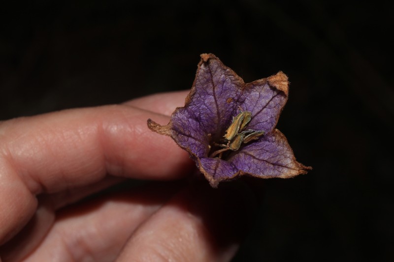 Trozelia grandiflora