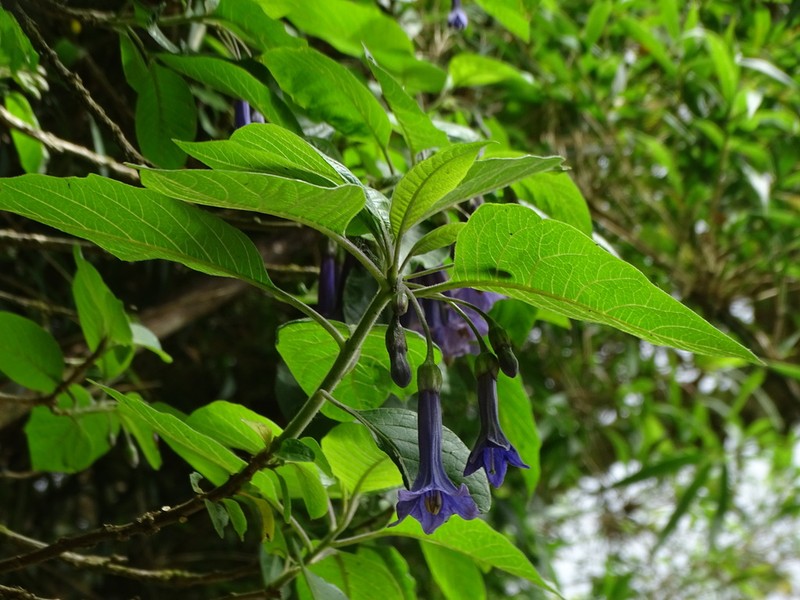 Trozelia grandiflora photo 3