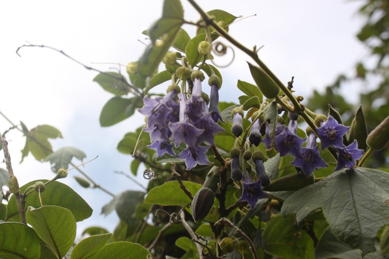 Trozelia grandiflora photo 6