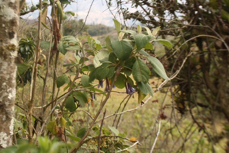 Trozelia grandiflora photo 8