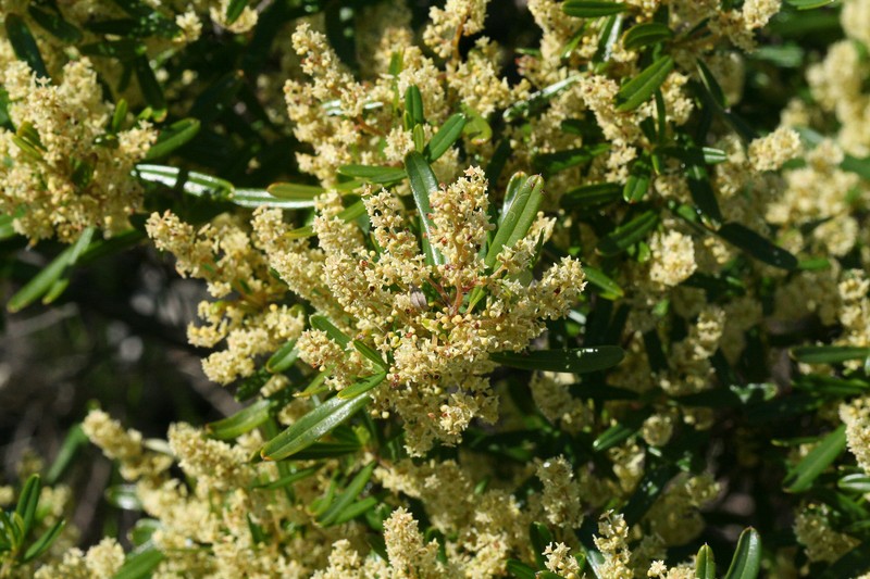 Trymalium ledifolium var. ledifolium