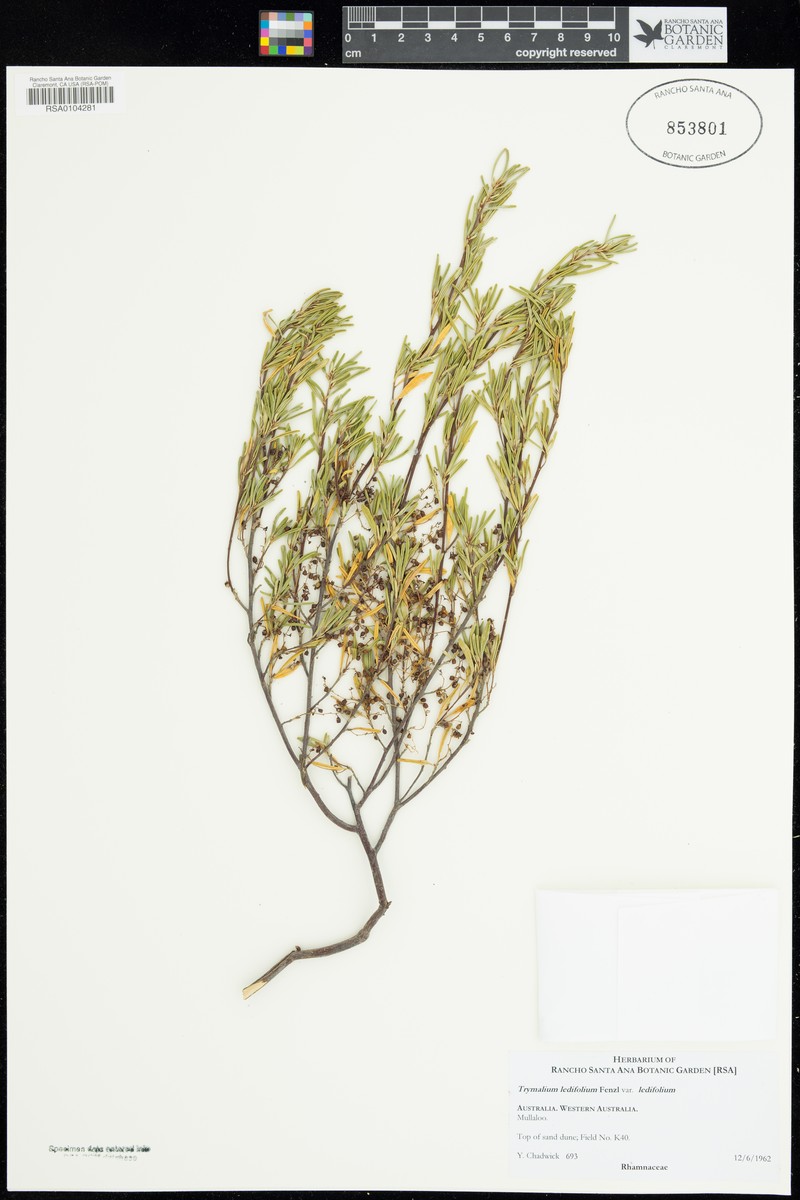 Trymalium ledifolium var. ledifolium photo 2