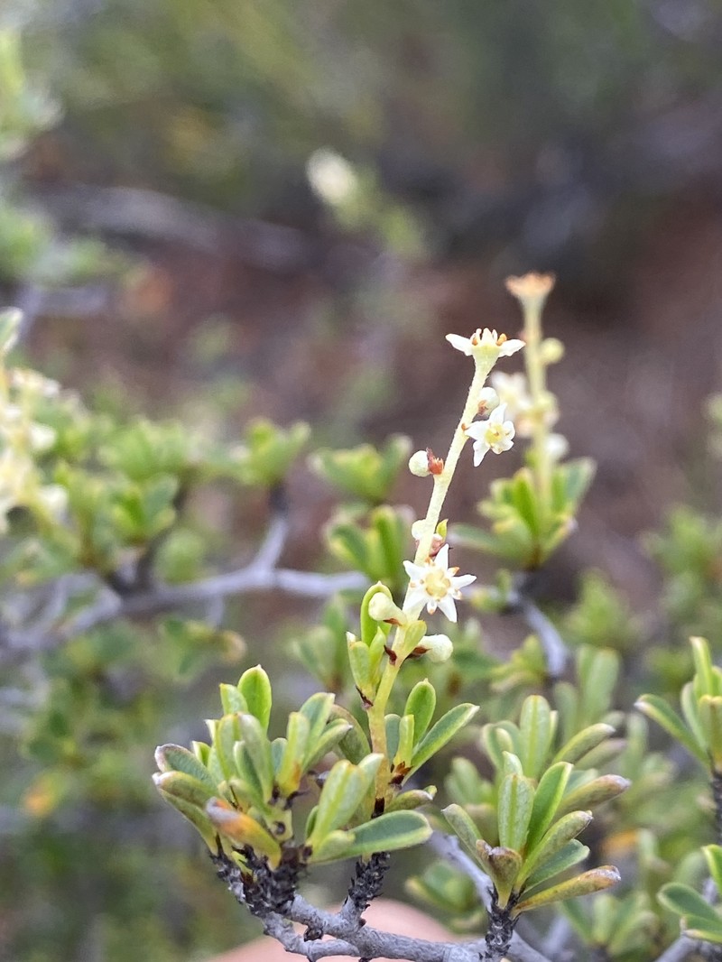 Trymalium myrtillus subsp. myrtillus