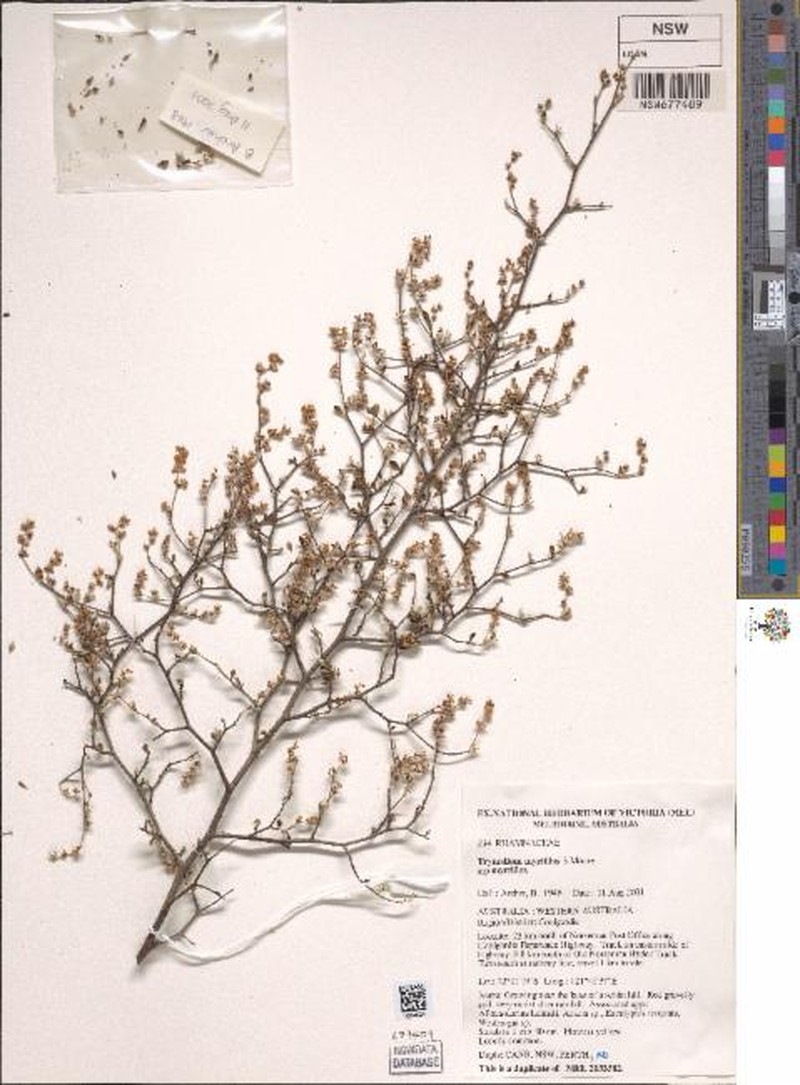 Trymalium myrtillus subsp. myrtillus photo 2