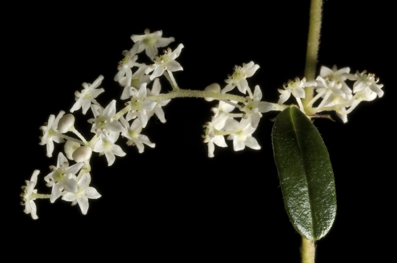 Trymalium odoratissimum photo 2