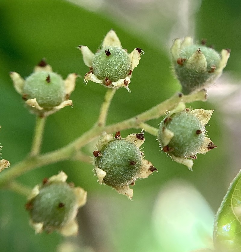 Trymalium odoratissimum photo 3