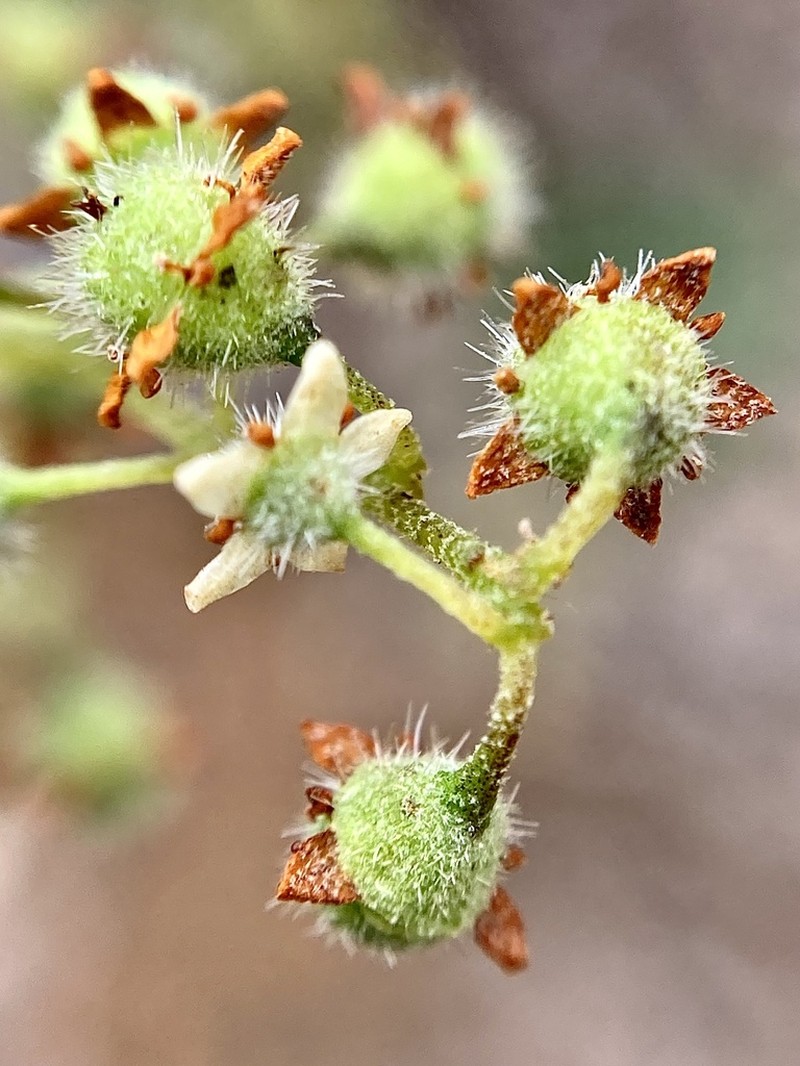 Trymalium odoratissimum photo 4
