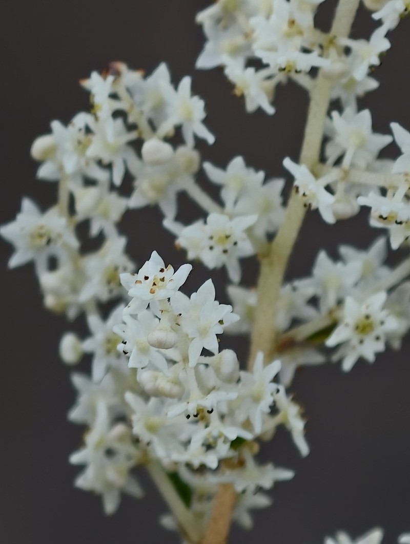 Trymalium odoratissimum photo 5
