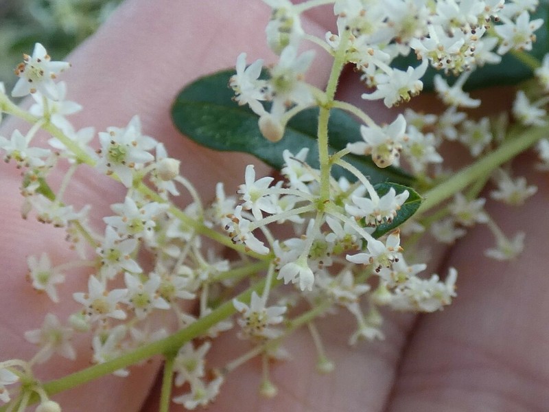 Trymalium odoratissimum photo 6
