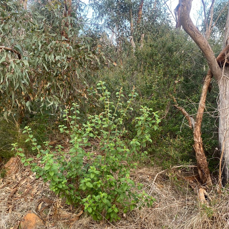 Trymalium odoratissimum subsp. odoratissimum