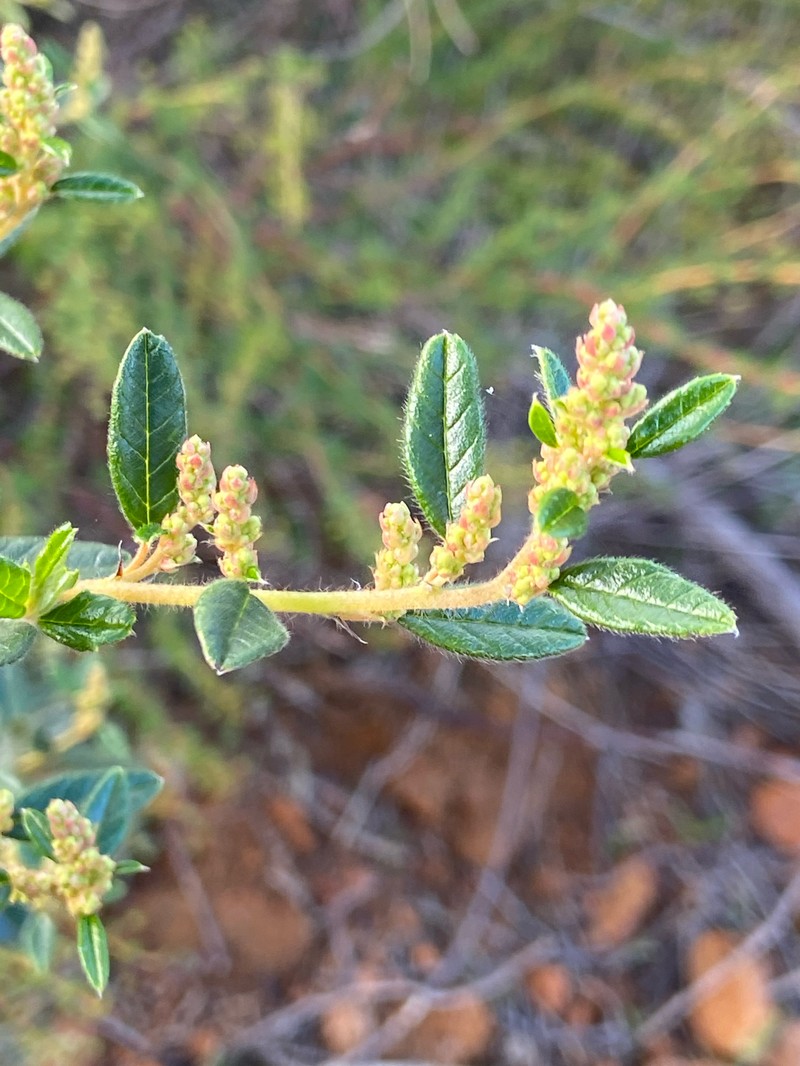 Trymalium odoratissimum subsp. odoratissimum photo 2