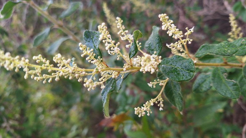 Trymalium odoratissimum subsp. odoratissimum photo 3