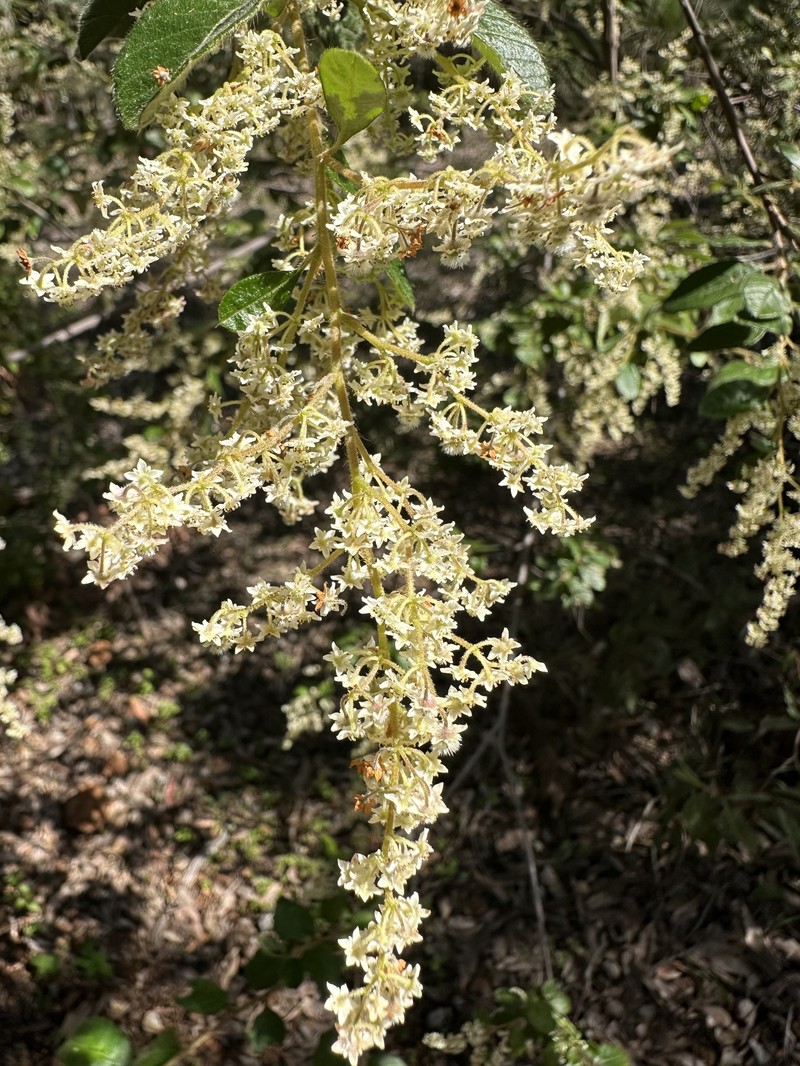 Trymalium odoratissimum subsp. odoratissimum photo 4