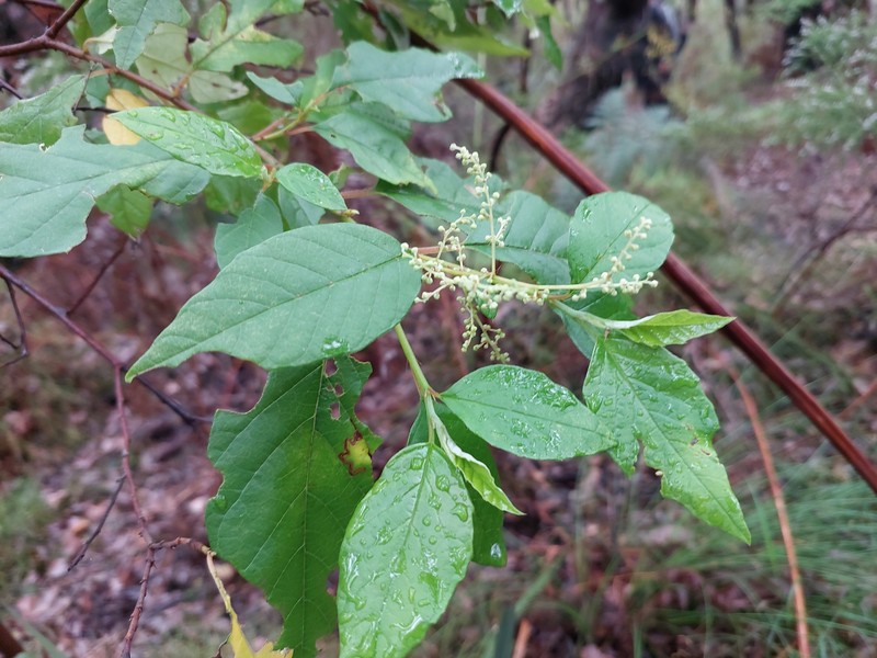 Trymalium odoratissimum subsp. trifidum