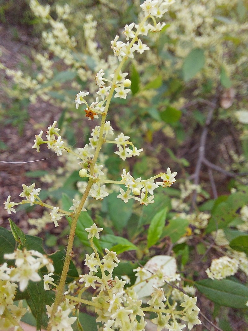 Trymalium odoratissimum subsp. trifidum photo 2