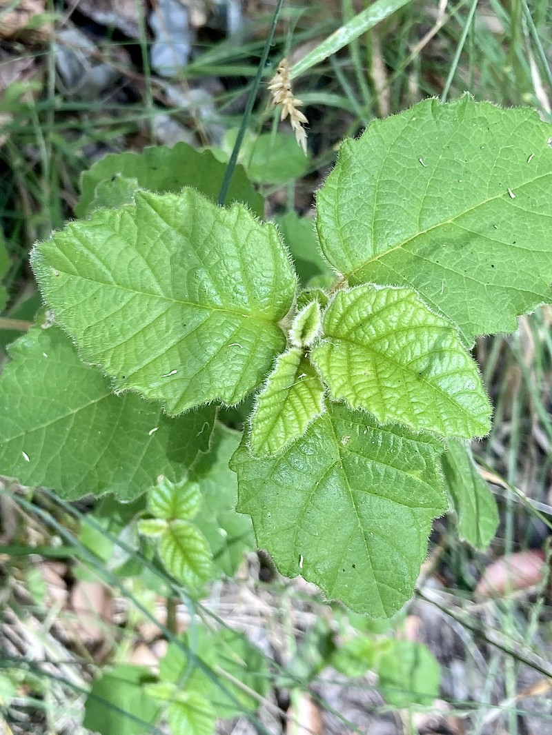 Trymalium odoratissimum subsp. trifidum photo 3