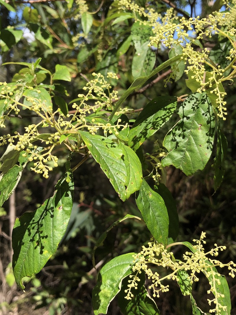 Trymalium odoratissimum subsp. trifidum photo 4