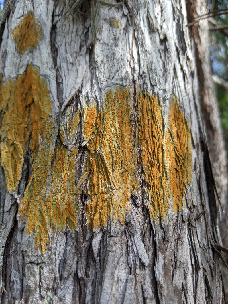 Trypelthelium Lichen