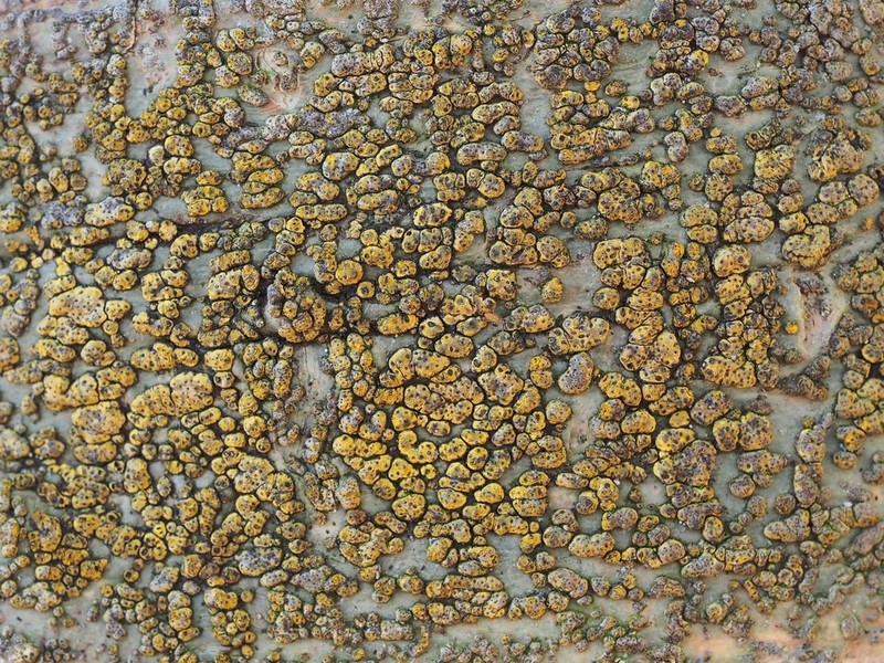 Trypelthelium Lichen