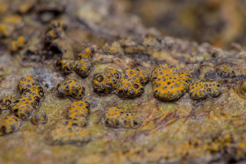 Trypelthelium Lichen photo 2