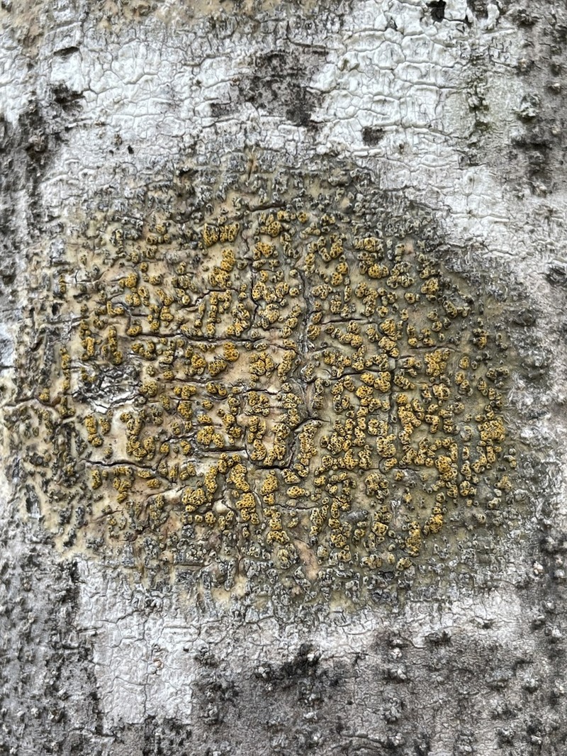 Trypelthelium Lichen photo 3