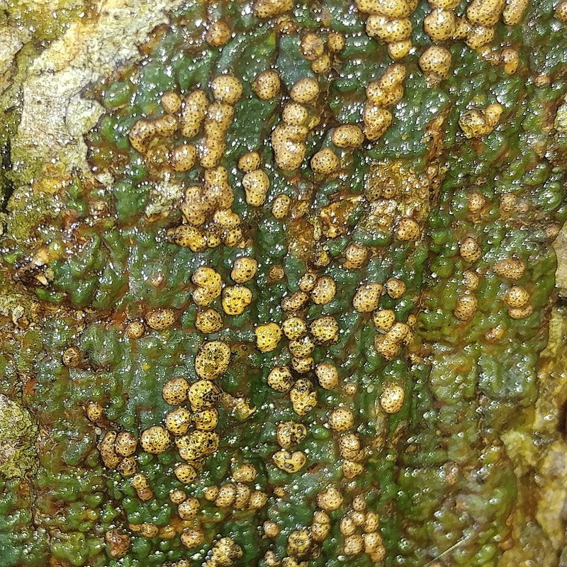 Trypelthelium Lichen photo 4