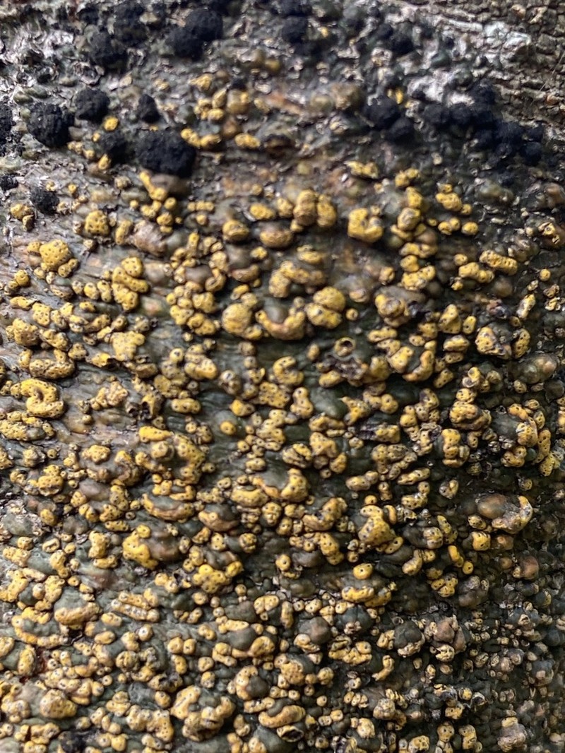 Trypelthelium Lichen photo 5
