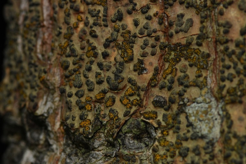 Trypelthelium Lichen photo 6